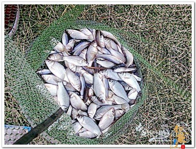 野钓日记----新年首钓野山塘，俺与夫人联袂往