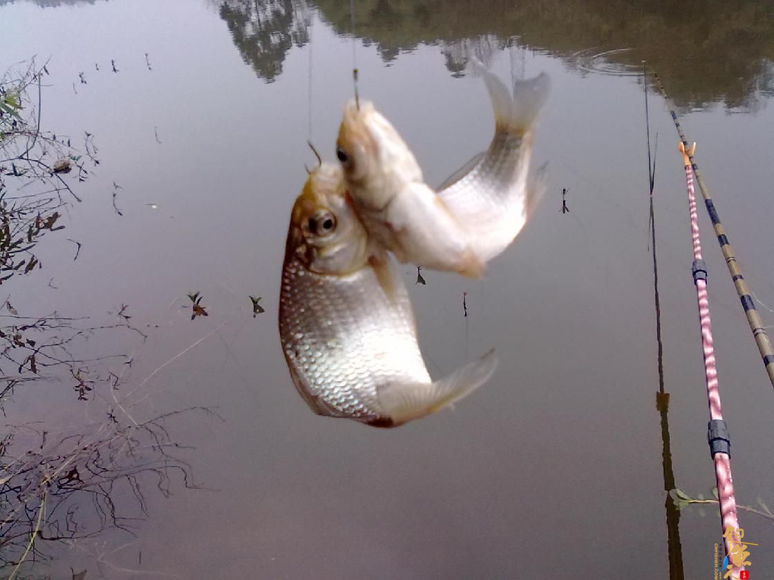 猎渔--钓点鱼儿好过年