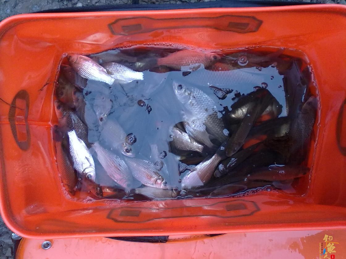 猎渔--钓点鱼儿好过年