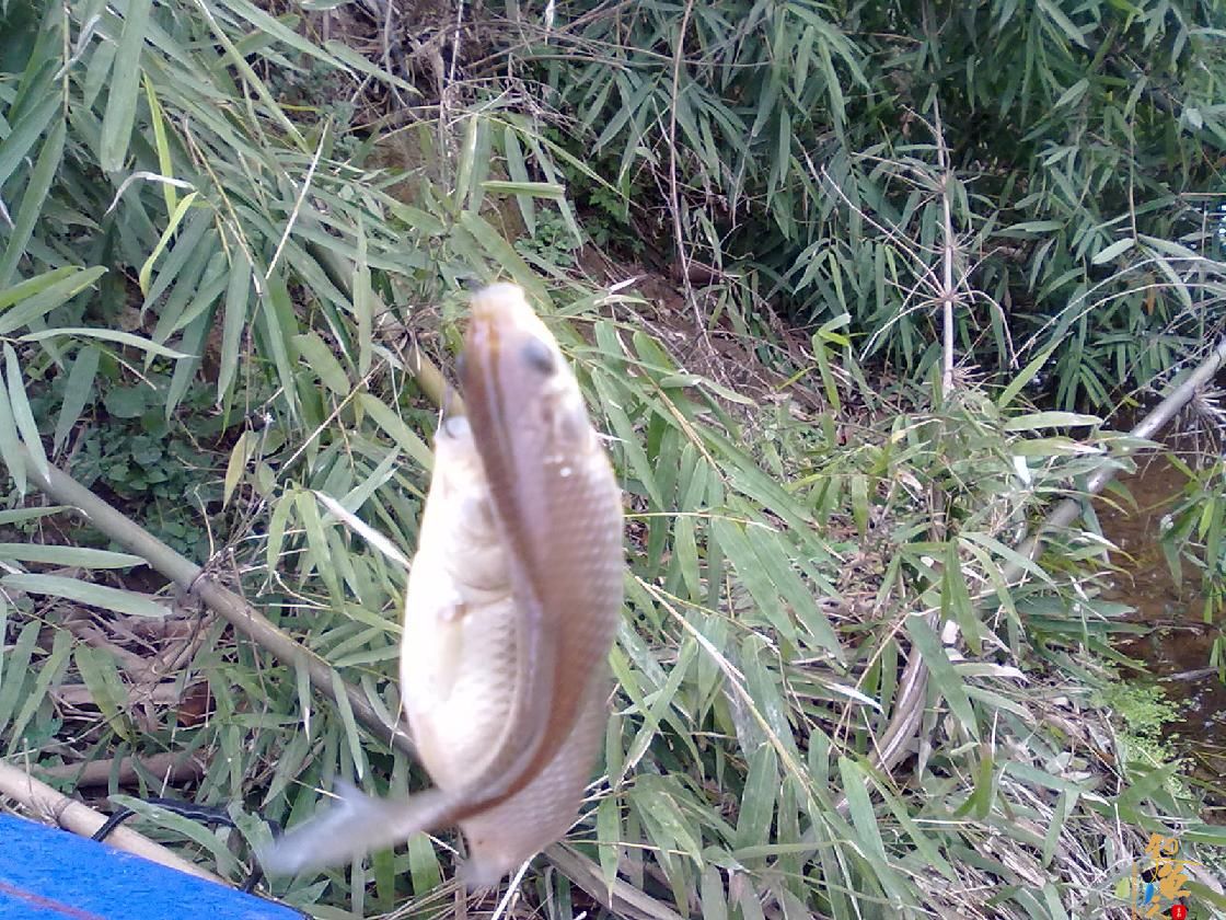 猎渔--钓点鱼儿好过年