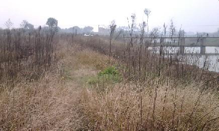 长竿短线的魅力(5)——小雪过后沙河俘获大鲫班!