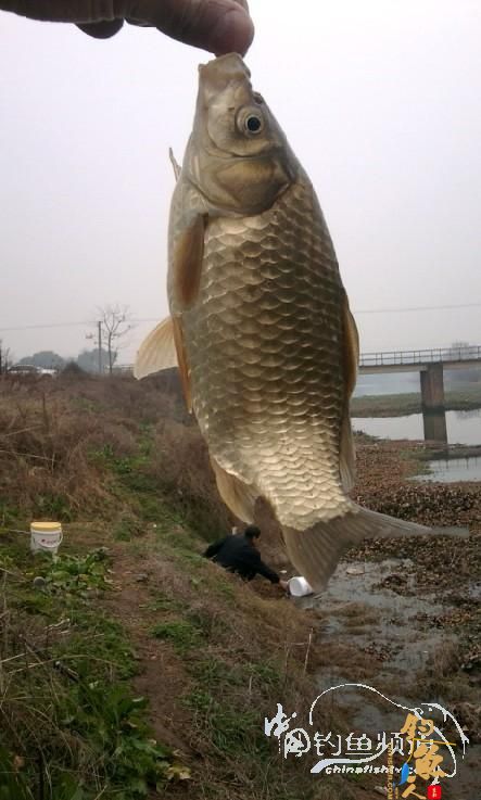 长竿短线的魅力(5)——小雪过后沙河俘获大鲫班!