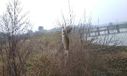 长竿短线的魅力(5)——小雪过后沙河俘获大鲫班!