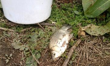 长竿短线的魅力(5)——小雪过后沙河俘获大鲫班!