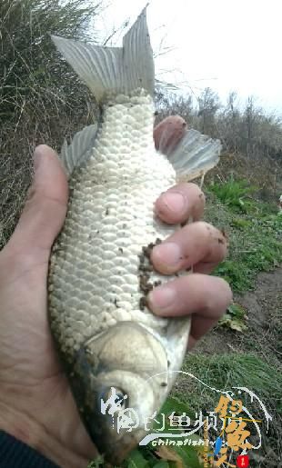 长竿短线的魅力(5)——小雪过后沙河俘获大鲫班!