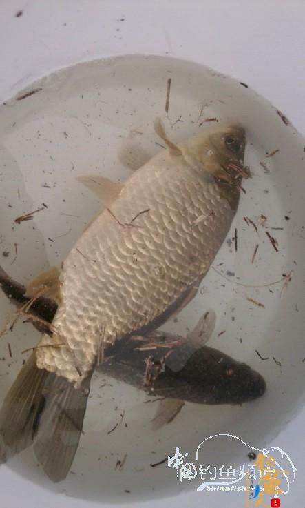 长竿短线的魅力(5)——小雪过后沙河俘获大鲫班!