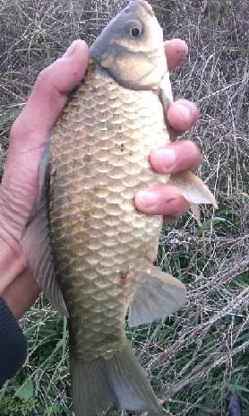 长竿短线的魅力(5)——小雪过后沙河俘获大鲫班!