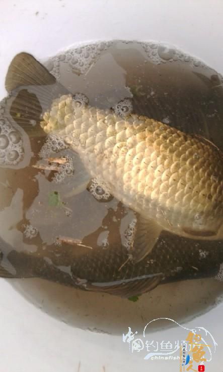 长竿短线的魅力(5)——小雪过后沙河俘获大鲫班!