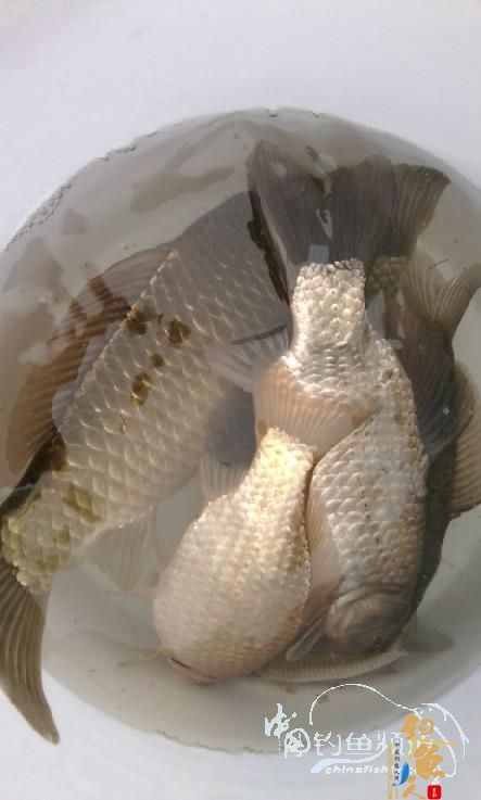 长竿短线的魅力(5)——小雪过后沙河俘获大鲫班!