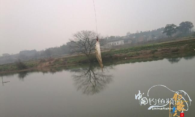 长竿短线的魅力(5)——小雪过后沙河俘获大鲫班!