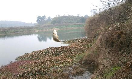 长竿短线的魅力(5)——小雪过后沙河俘获大鲫班!