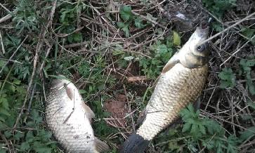 长竿短线的魅力(5)——小雪过后沙河俘获大鲫班!