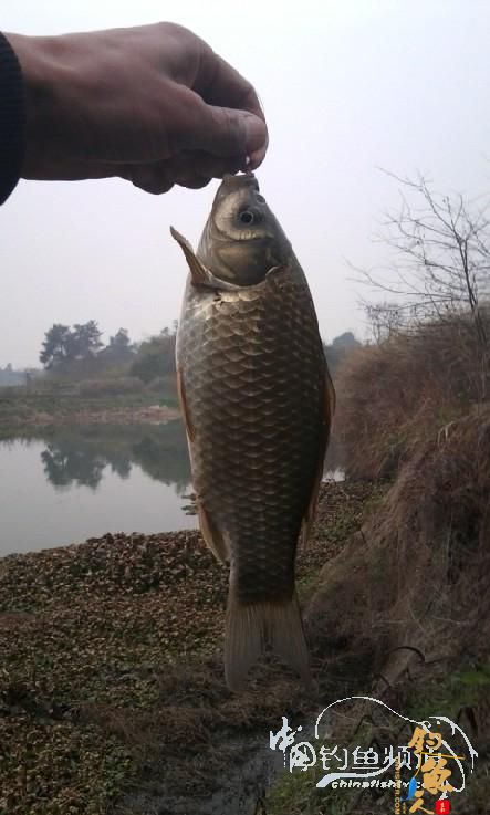 长竿短线的魅力(5)——小雪过后沙河俘获大鲫班!