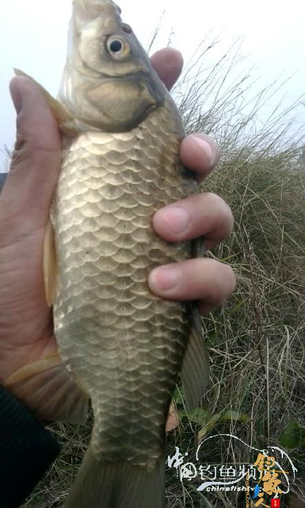 长竿短线的魅力(5)——小雪过后沙河俘获大鲫班!