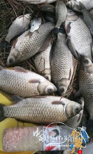 长竿短线的魅力(5)——小雪过后沙河俘获大鲫班!