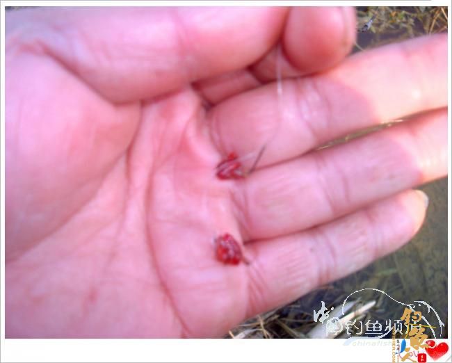 钓鱼之《生》【原创】