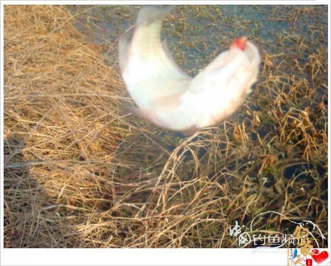 钓鱼之《生》【原创】