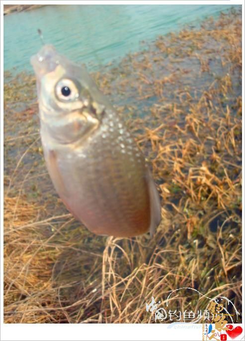 钓鱼之《生》【原创】