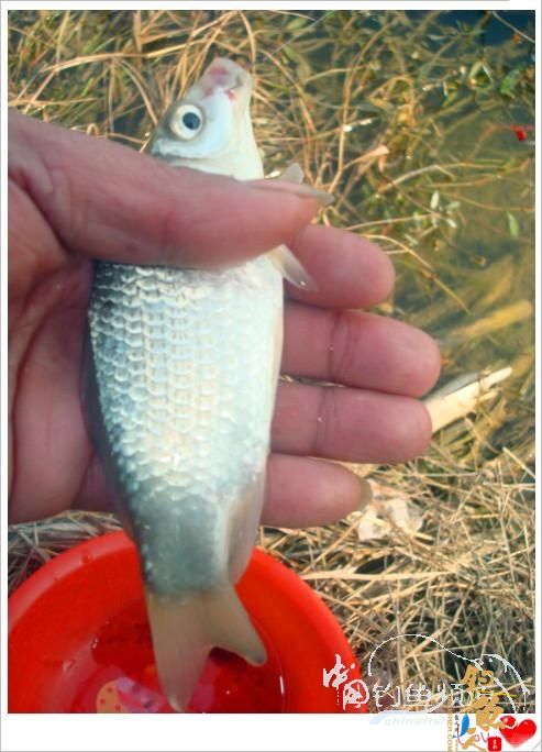 钓鱼之《生》【原创】