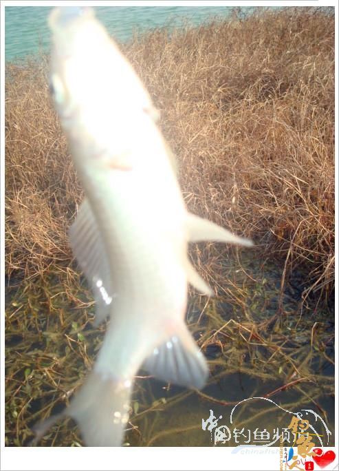 钓鱼之《生》【原创】