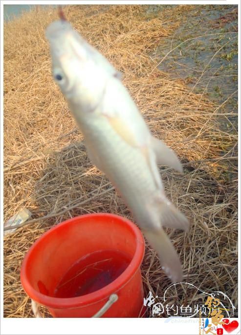 钓鱼之《生》【原创】