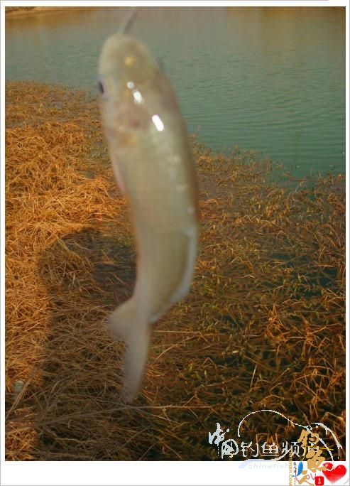 钓鱼之《生》【原创】