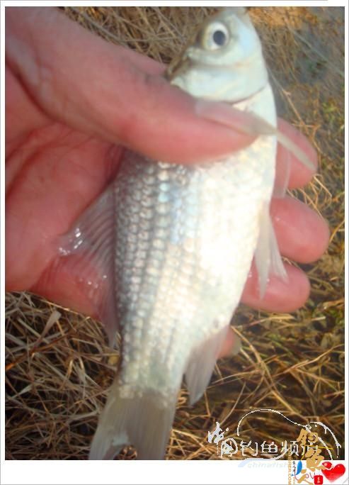 钓鱼之《生》【原创】