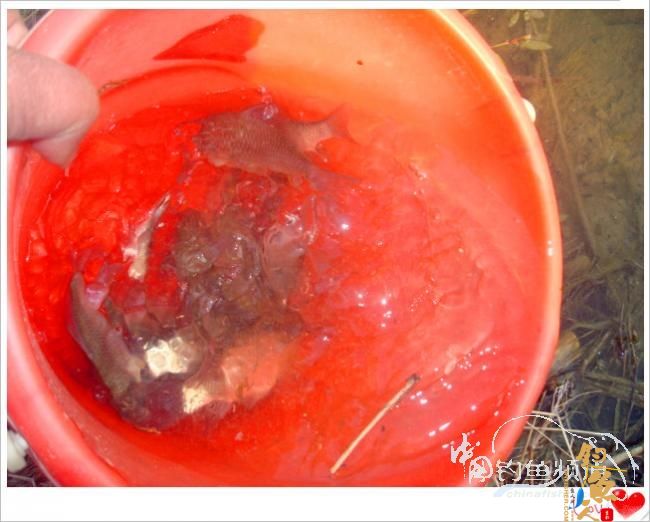 钓鱼之《生》【原创】