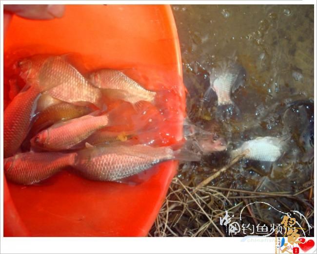 钓鱼之《生》【原创】