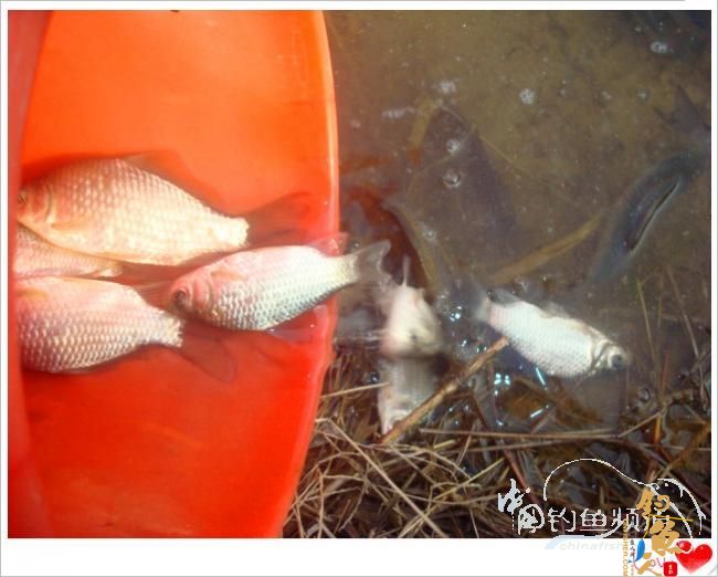 钓鱼之《生》【原创】