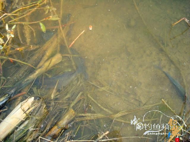 钓鱼之《生》【原创】