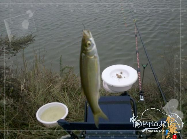 梦想与现实的差距,文:野钓手