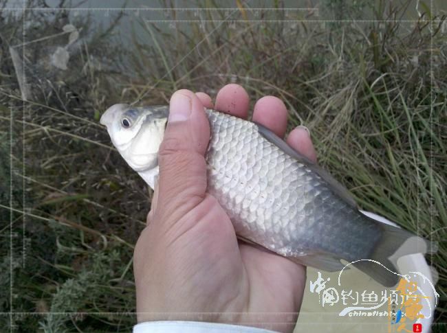 梦想与现实的差距,文:野钓手