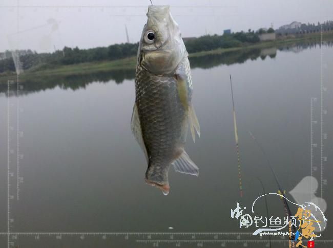 梦想与现实的差距,文:野钓手