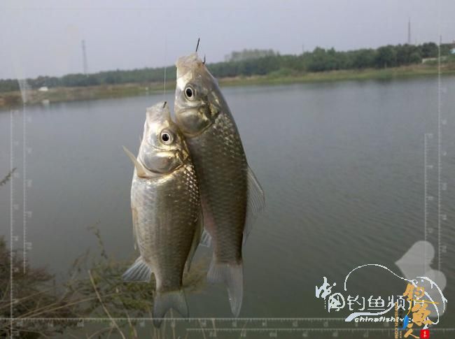 梦想与现实的差距,文:野钓手