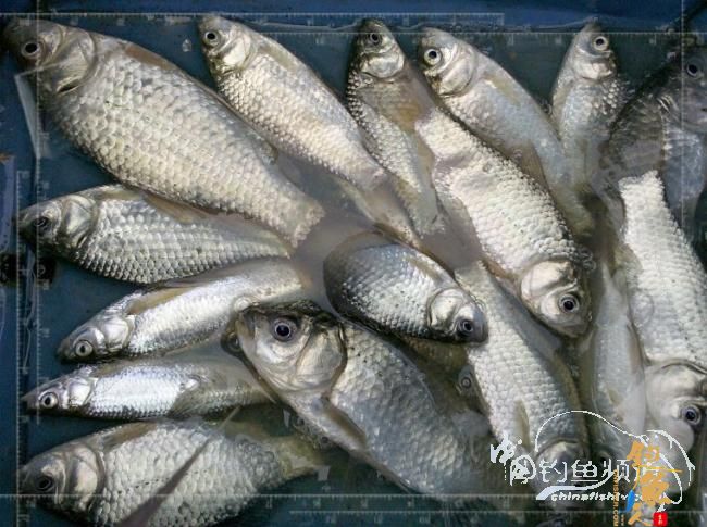 梦想与现实的差距,文:野钓手