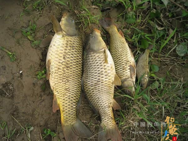 麦粒饵的收获 有图有真相 