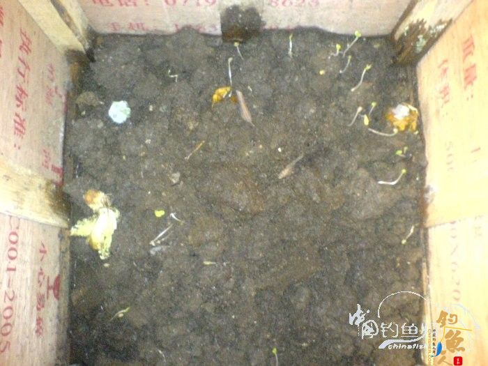 生物饵料-万能钓饵-蚯蚓的自我饲养 by柳江鱼迷 配图