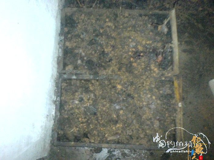 生物饵料-万能钓饵-蚯蚓的自我饲养 by柳江鱼迷 配图