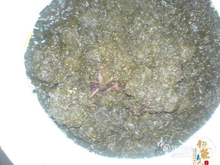 生物饵料-万能钓饵-蚯蚓的自我饲养 by柳江鱼迷 配图