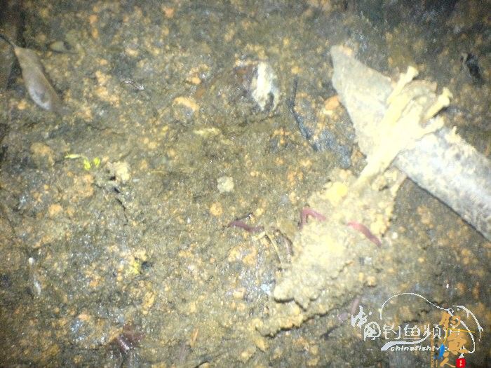 生物饵料-万能钓饵-蚯蚓的自我饲养 by柳江鱼迷 配图