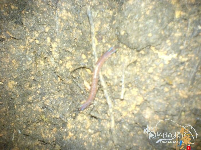 生物饵料-万能钓饵-蚯蚓的自我饲养 by柳江鱼迷 配图