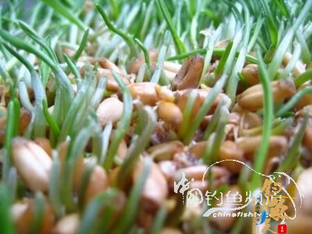 我的自制极品草鱼饵 配图说明