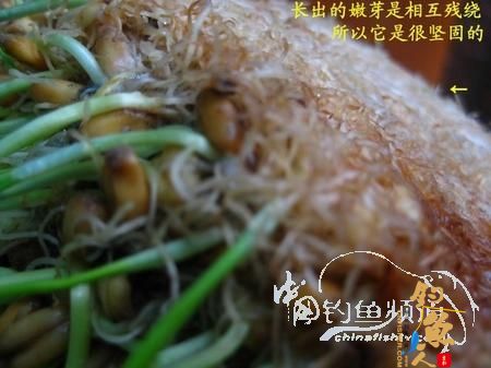 我的自制极品草鱼饵 配图说明