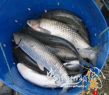 我的自制极品草鱼饵 配图说明