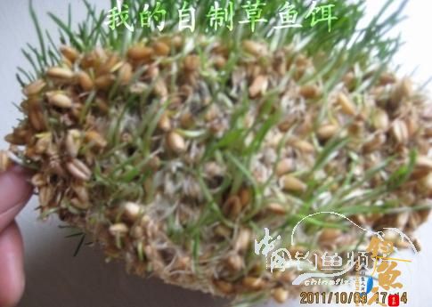 我的自制极品草鱼饵 配图说明