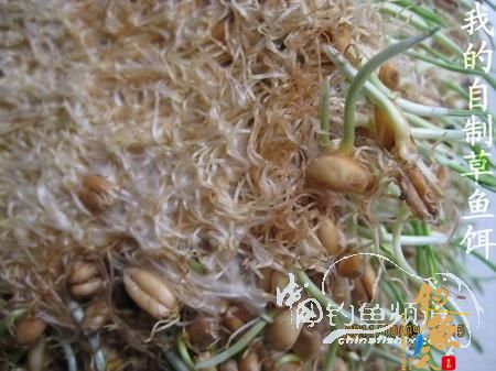 我的自制极品草鱼饵 配图说明