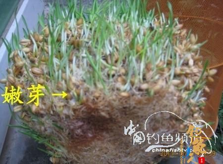 我的自制极品草鱼饵 配图说明