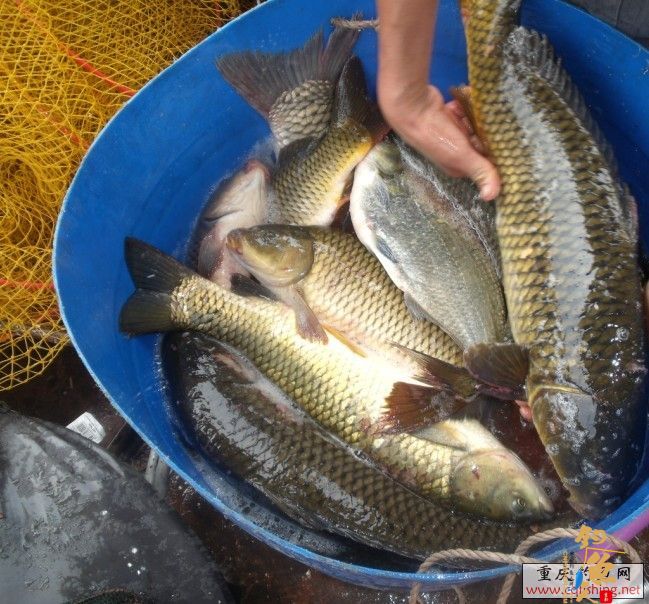 鲁班水库钓友大丰收 鲁班钓友日记