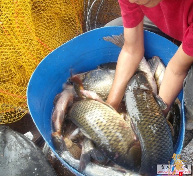 鲁班水库钓友大丰收 鲁班钓友日记